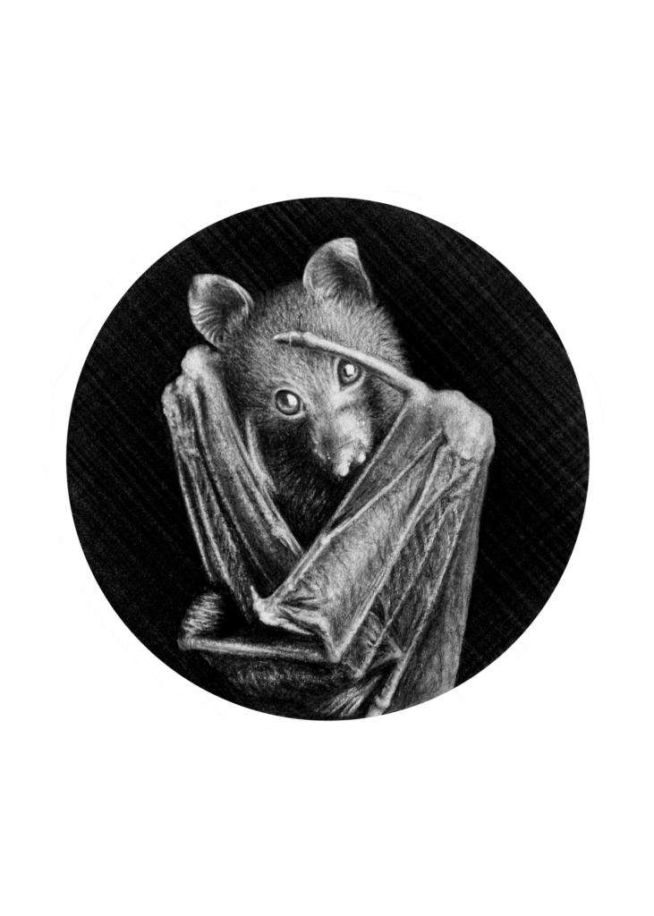 pencil drawing of a shy looking bat