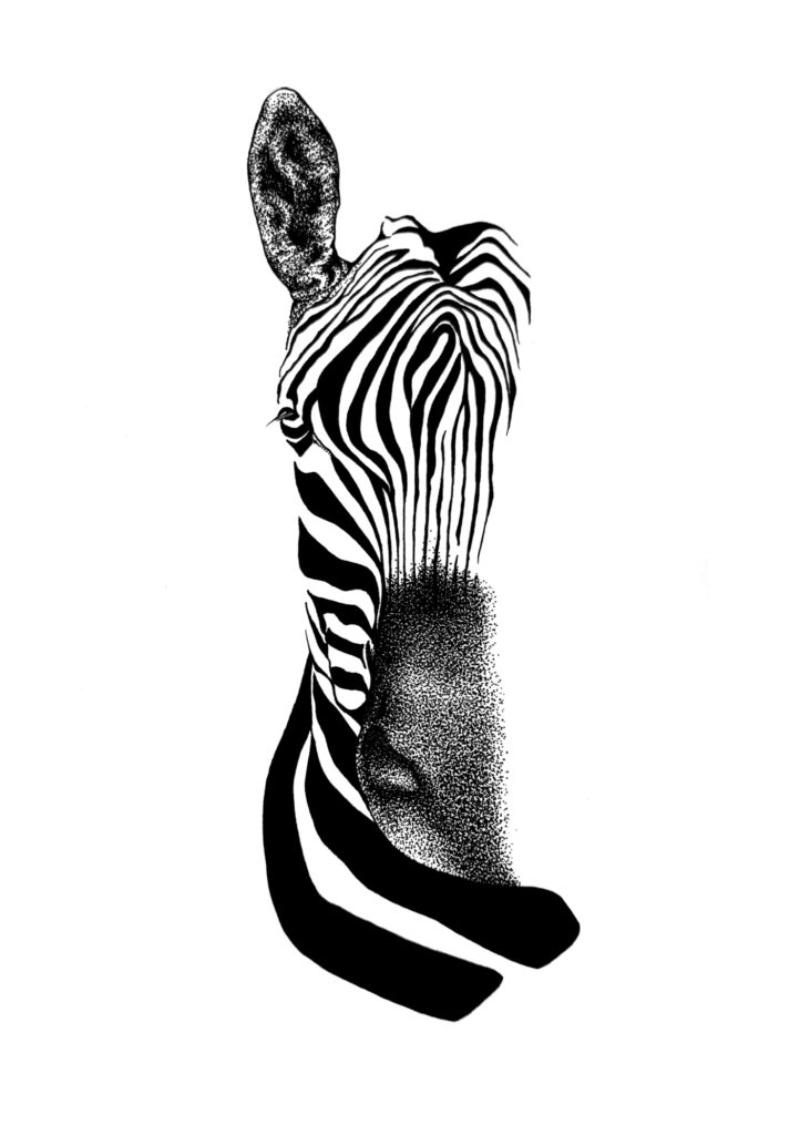 Pen drawing of half of the face of a zebra